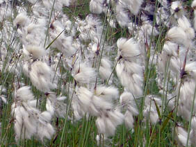 Eriophorum angustifolium
